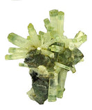 Beryl #16561