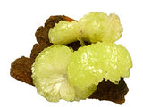 Adamite #16778