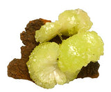 Adamite #16778